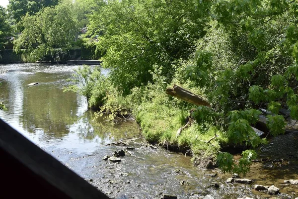 Río Rodeado Árboles Arbustos Bajo Luz Del Sol Durante Día —  Fotos de Stock