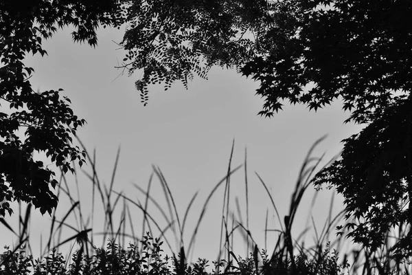 Beaucoup Feuilles Arbre Sur Herbe Sous Ciel Clair Idéal Pour — Photo