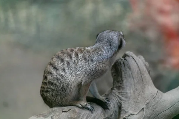 Ένας Meerkat Κάθεται Ένα Κλαδί Δέντρου Ένα Πάρκο Θολή Φόντο — Φωτογραφία Αρχείου