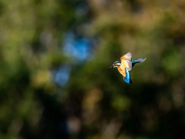 Messa Fuoco Selettiva Comune Martin Pescatore Che Vola Sopra Foresta — Foto Stock