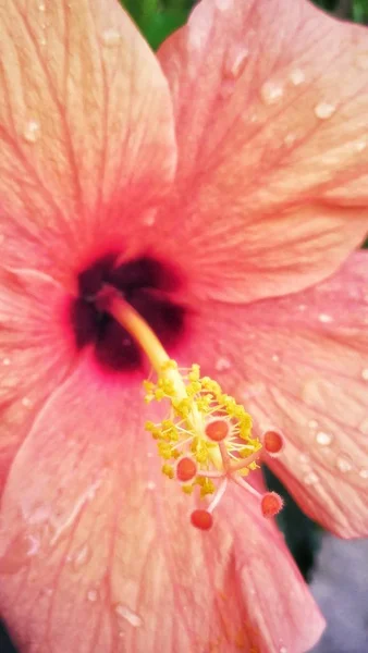 Vertical Closeup Shot Hawaiian Hibiscus Flowering Plant Middle Garden — Stock Photo, Image