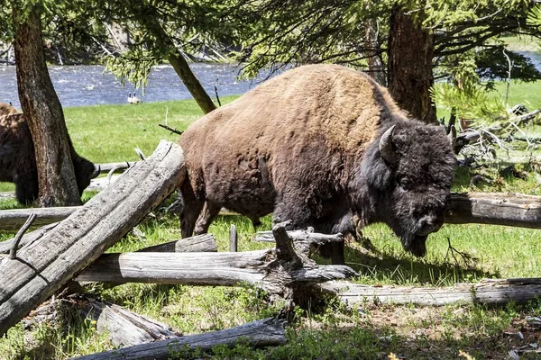 An angry buffalo inside Yellowstone national park