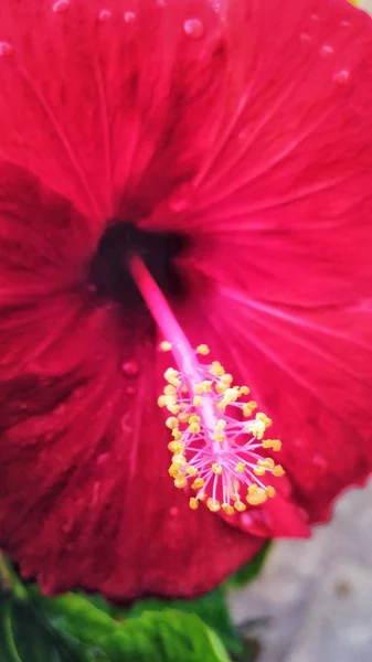 Close Vertical Uma Planta Floração Havaiana Hibisco Meio Jardim — Fotografia de Stock