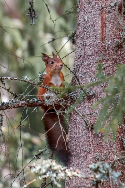 Vertikalt Skudd Søtt Ekorn Som Henger Ute Skogen – stockfoto