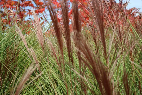 Замкнутый Кадр Сухой Зеленой Травы Поле — стоковое фото