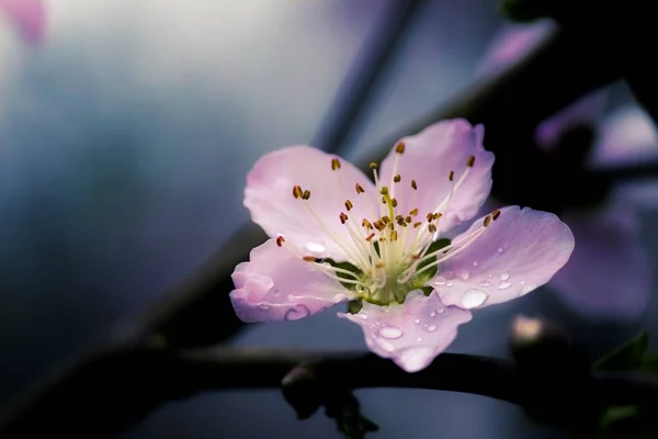 Closeup Selective Focus Shot Beautiful Purple Chinese Cherry Blossom — 스톡 사진