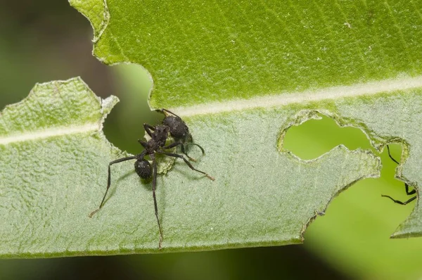 Selective Focus Shot Black Spider Sitting Green Leaf Eating — Stock Photo, Image