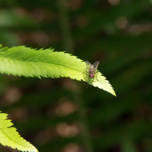 Una Macro Fotografia Una Mosca Una Foglia Verde Con Sfondo — Foto Stock