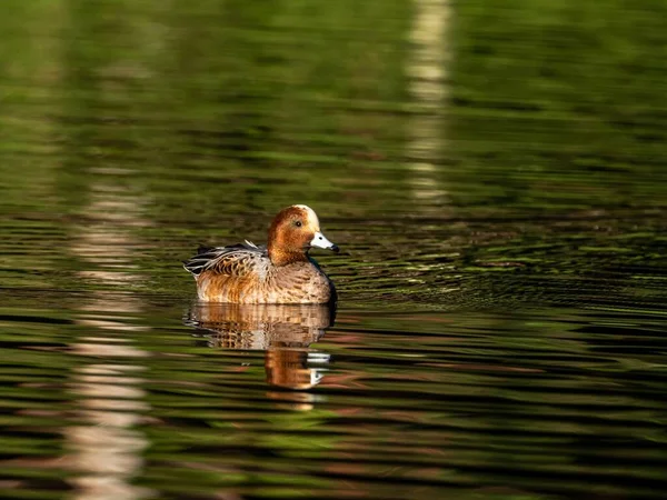 Beautiful Duck Swimming Lake Izumi Forest Yamato Japan Captured Early — Stock Photo, Image