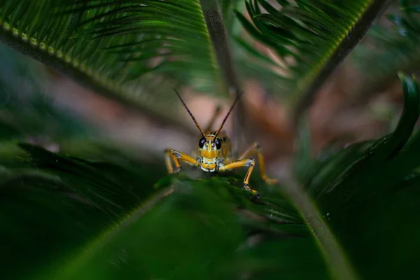 Ένα Κίτρινο Grasshopper Κάθεται Στο Γρασίδι Έναν Κήπο Που Περιβάλλεται — Φωτογραφία Αρχείου