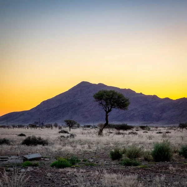 Árbol Rodeado Arbustos Con Colinas Rocosas Puesta Sol Fondo — Foto de Stock