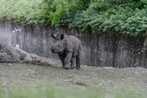 Белый Носорог Бежит Через Зоопарк Окружении Деревянных Заборов Зелени — стоковое фото