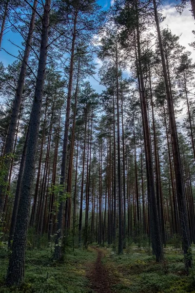 Krajobraz Lasu Pełnego Wysokich Drzew Wschodzących Dotykających Nieba — Zdjęcie stockowe