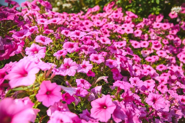 Крупный План Красивых Розовых Цветов Петунии Отлично Подходит Натуральных Обоев — стоковое фото