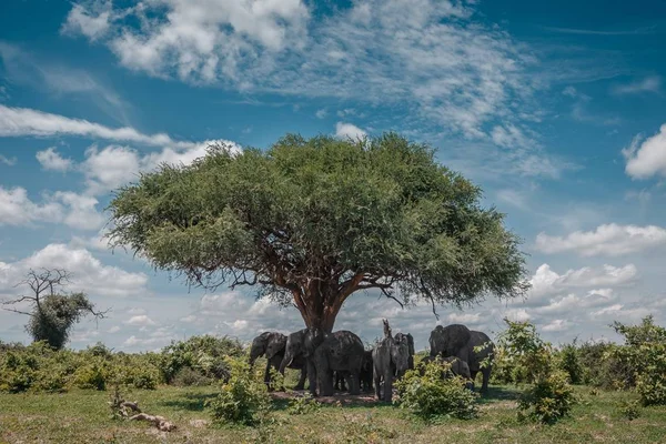 木の下の日陰に立っている象のグループは 耐え難い暑さを逃れるために — ストック写真