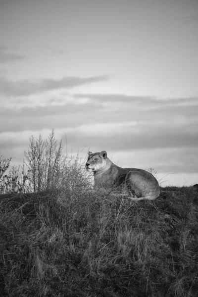 Vertical Greyscale Shot Female Lion Lying Valley Dark Cloudy Sky — 스톡 사진