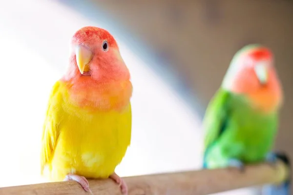 Roztomilý Broskvový Pták Pestrobarevným Peřím Rozmazaném Pozadí — Stock fotografie