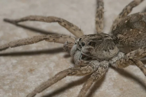 Selective focus shot of a big wolf spider standing  on the stony ground — Stock Photo, Image