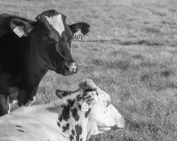 Tiro Escala Cinza Duas Vacas Pasto Durante Dia — Fotografia de Stock