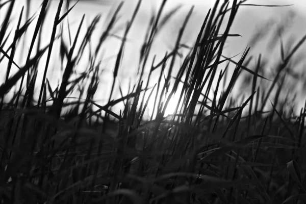 Primer Plano Hierba Campo Bajo Luz Del Sol Con Fondo —  Fotos de Stock