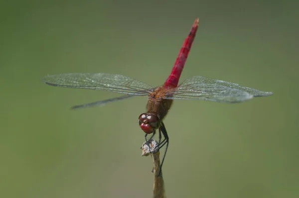 緑の背景がぼやけた小さな棒に座っているネット翼の昆虫の選択的な焦点ショット — ストック写真