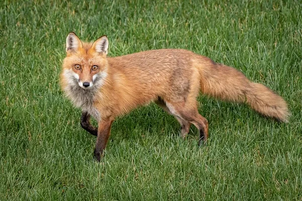 Nahaufnahme Eines Niedlichen Neugierigen Wildfuchses Der Sich Einen Garten Schleicht — Stockfoto