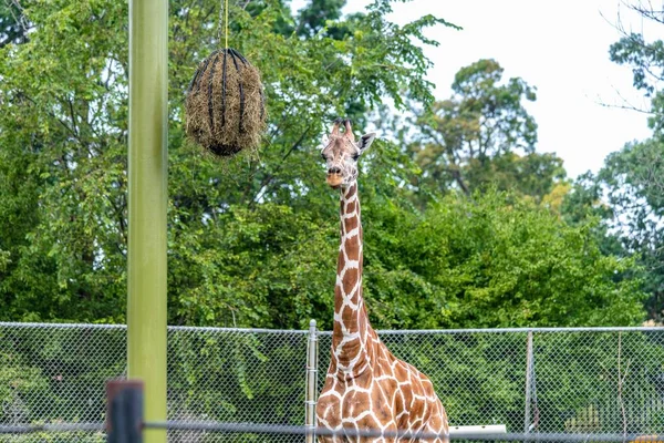 Une Girafe Dans Champ Entouré Clôtures Métalliques Verdure Dans Zoo — Photo