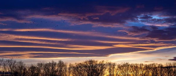 Ett Landskap Träd Silhuetter Molnig Himmel Vacker Rosa Solnedgång — Stockfoto