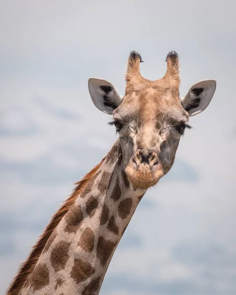 Closeup Shot Cute Giraffe Cloudy Sky Background — Stok fotoğraf