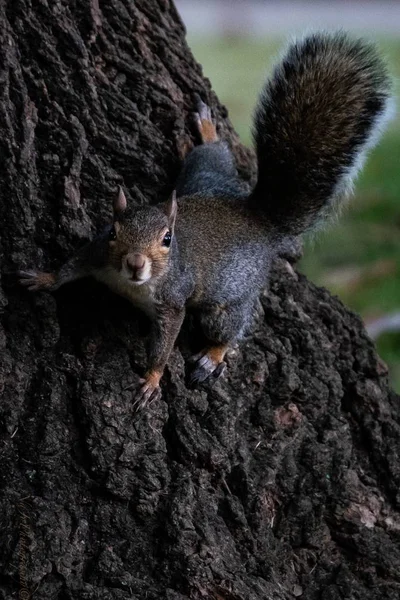 Vertical Shot Cute Squirrel Hanging Out Int Middle Park — Stock Photo, Image