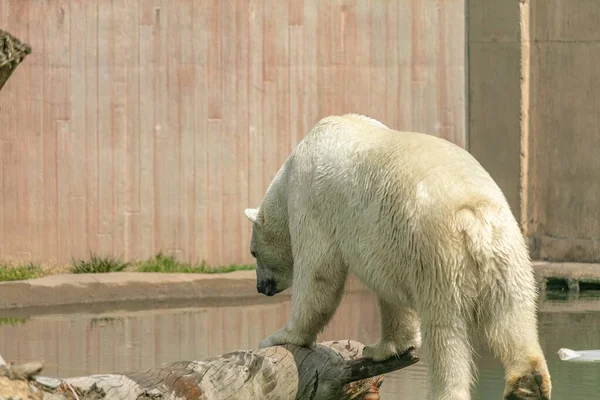 在动物园的阳光下 一只北极熊停在湖边的树枝上 — 图库照片