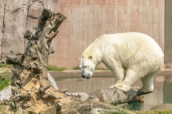 動物園で日光の下で水に囲まれた木の枝に立つホッキョクグマ — ストック写真