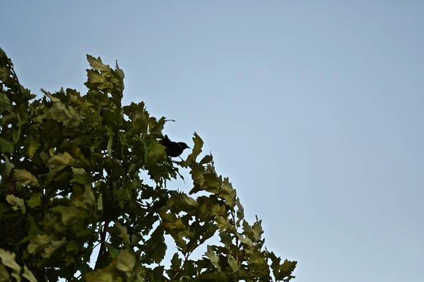 Ein Niedriger Blickwinkel Auf Blätter Auf Einem Baum Unter Sonnenlicht — Stockfoto