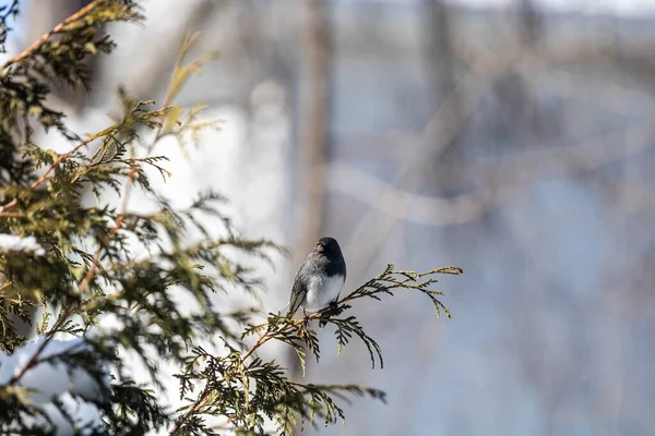 一张美丽的鸟儿坐在树枝上的有选择的焦点照片 — 图库照片
