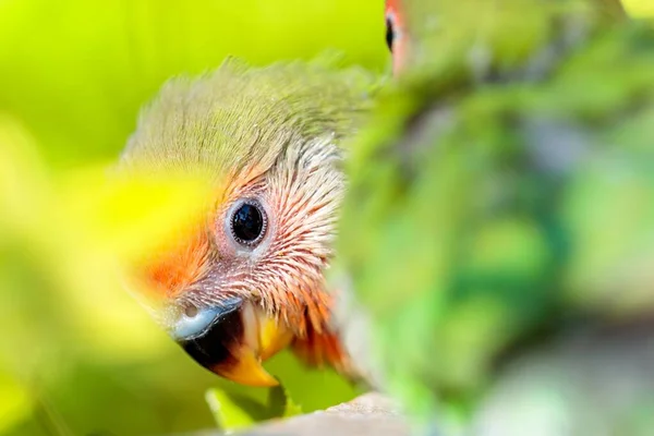 Eine Nahaufnahme Von Einem Baby Pfirsich Konfrontiert Liebesvogel Mit Bunten — Stockfoto