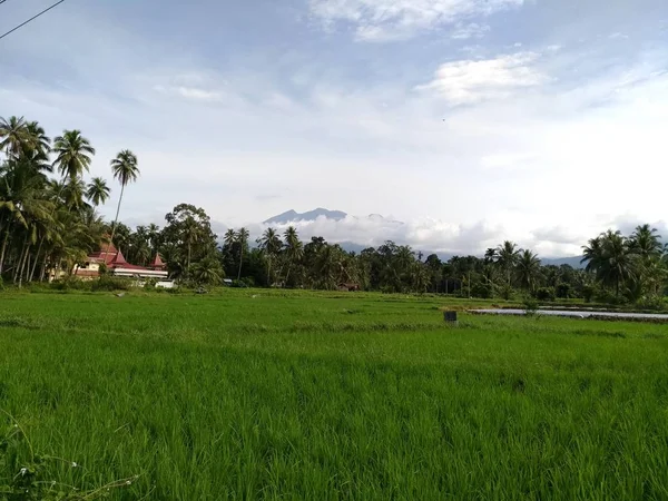 Egy Gyönyörű Rizsföld Nyugat Szumátrában Indonéziában Sötét Alatt — Stock Fotó