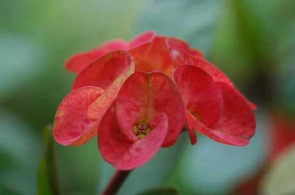 Gros Plan Euphorbia Millis Rouge Dans Jardin Entouré Verdure Avec — Photo