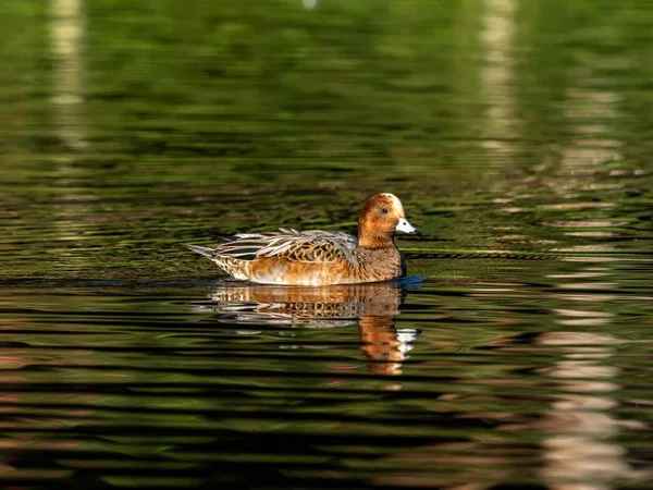 Beau Canard Nageant Dans Lac Capturé Dans Forêt Izumi Yamato — Photo