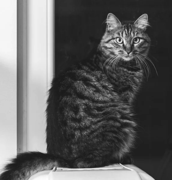 Gråskala Sittande Katt Med Ett Fönster Bakgrunden Lamporna — Stockfoto