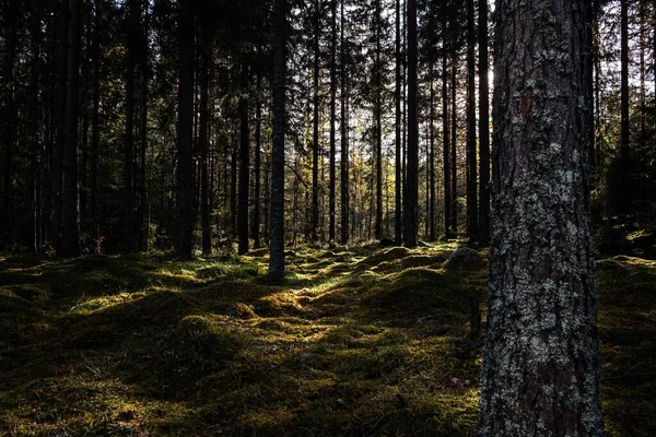 Uno Scenario Una Foresta Piena Alti Alberi Che Toccano Cielo — Foto Stock