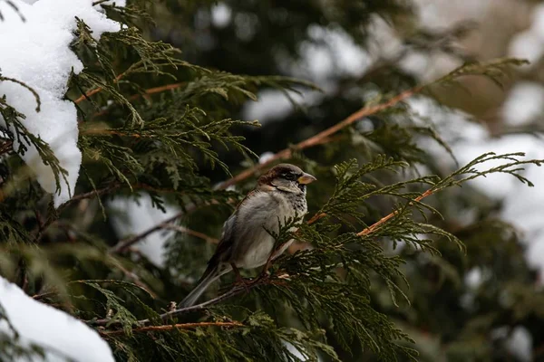 一只美丽的麻雀坐在被雪覆盖的树枝上 — 图库照片