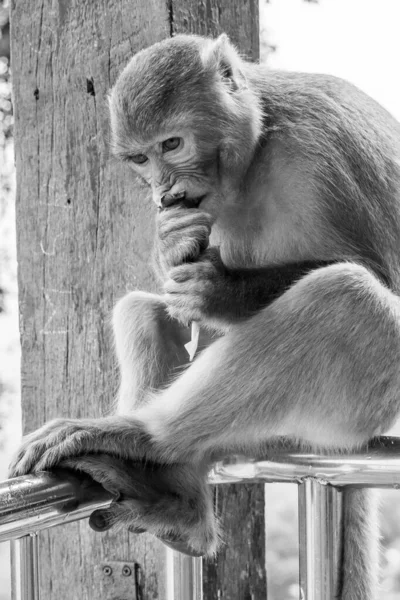 Uma Foto Escala Cinza Vertical Close Macaco Primata Rhesus Macaco — Fotografia de Stock
