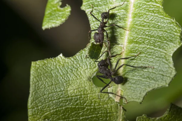 Selective Focus Shot Two Black Spiders Sitting Green Leaf Eating — Stock Photo, Image