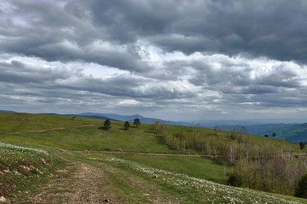 Scenery Herd Hanging Out Middle Field Cloudy Sky — Stock Photo, Image