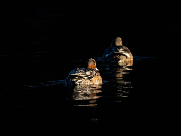 Los Hermosos Patos Nadando Lago Bosque Izumi Yamato Japón Capturados — Foto de Stock