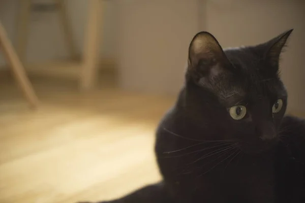 Ένα Κοντινό Πλάνο Επιλεκτικής Εστίασης Μιας Μαύρης Γάτας Εκφραστικά Μάτια — Φωτογραφία Αρχείου
