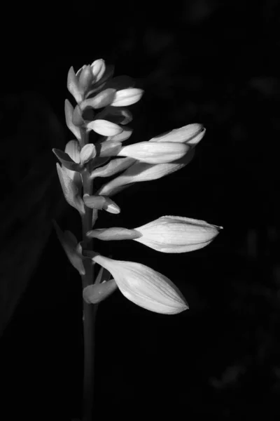 Vertical Greyscale Shot Flowering Plant Blooming Garden — 스톡 사진