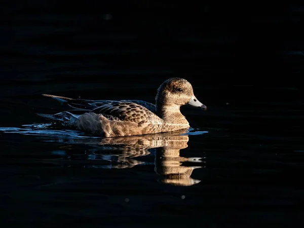 Beau Canard Nageant Dans Lac Forêt Izumi Yamato Japon Capturé — Photo