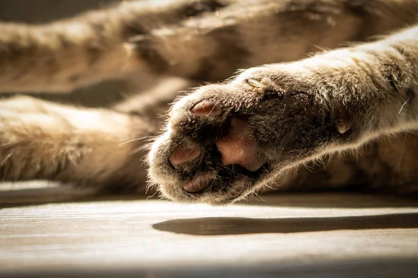 A closeup of cat paws with a cat laying on the floor under sunlight with a blurry background