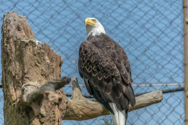 A Bald eagle sitting on a tree branch surrounded by chain-link fences in a zoo under sunlight